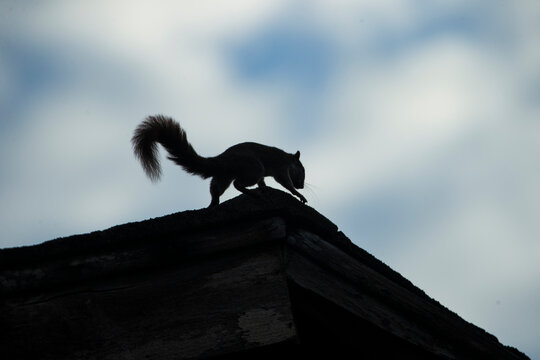 Silhouette of a squirrel crawling on a house roof against cloudy sky.
A dramatic low-angle shot capturing the dark silhouette of a wild squirrel (such as a fox squirrel or gray squirrel) 