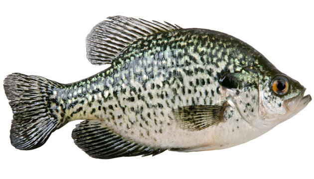 Black crappie fresh caught in a northern Minnesota lake is isolated on a white background
