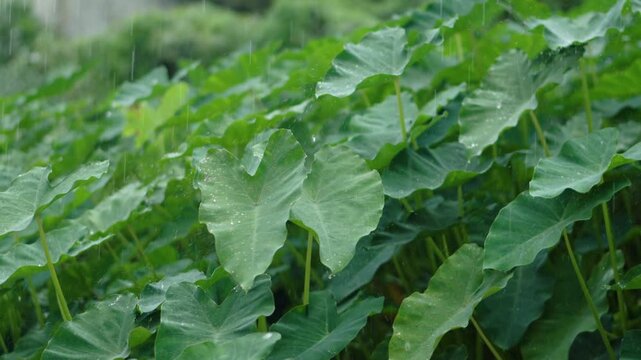 Heavy Monsoon Rain Falling onto Elephant Ear Taro Leaves in Lush Tropical Garden