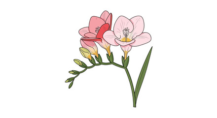 Fototapeta premium Elegant hand drawn pink freesia flower botanical illustration with blooming petals and green stem isolated on white background for design