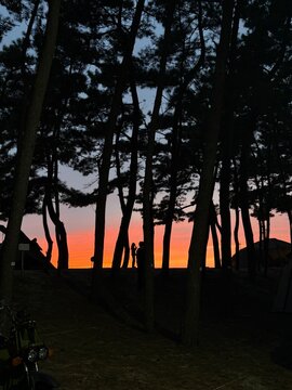 sunset, orange sunset, pine forest, sunset sky, tree silhouettes, South Korea, coastal sunset, camping, pine trees, evening sky, colorful sky, West Sea, sunset landscape, forest silhouette, campsite, 