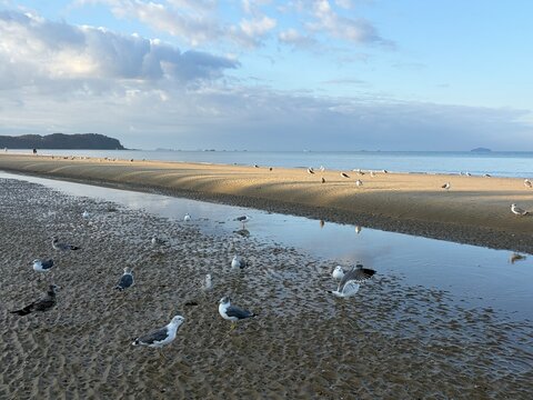 Seagulls Resting on a Sandy Tidal Flat Along the West Coast of South Korea