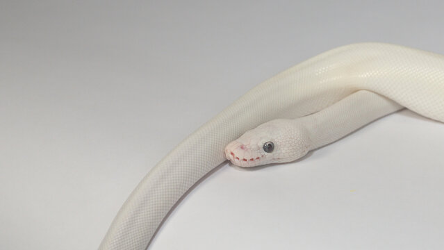 Close-Up of Leucistic Ball Python on White Background