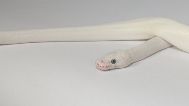 Leucistic Ball Python Slithering on Plain White Studio Background