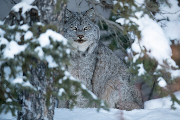 Lynx in the snowy forest © Robert
