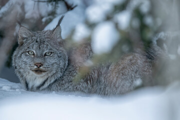 Lynx in the snowy forest © Robert