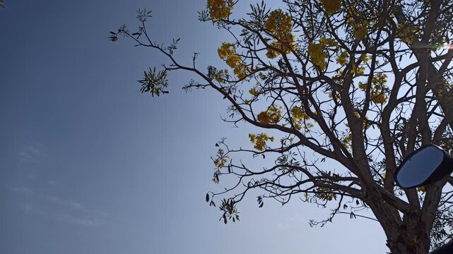 Beautiful Tabebuia flowers blooming on a tree against a bright blue sky, showcasing colorful blossoms and delicate branches in a vibrant tropical landscape.