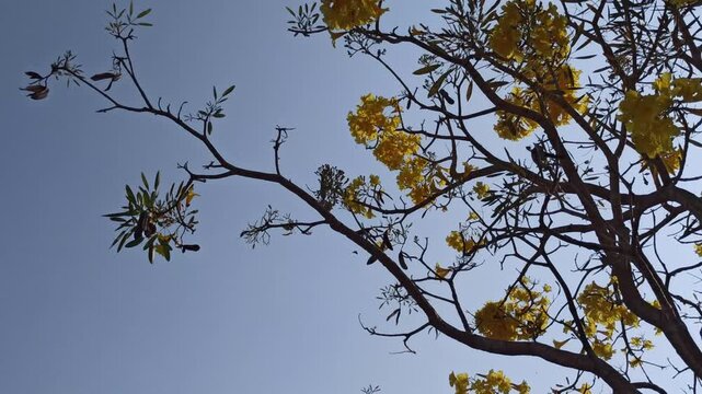 Beautiful Tabebuia flowers blooming on a tree against a bright blue sky, showcasing colorful blossoms and delicate branches in a vibrant tropical landscape.