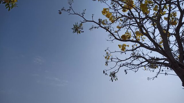 Beautiful Tabebuia flowers blooming on a tree against a bright blue sky, showcasing colorful blossoms and delicate branches in a vibrant tropical landscape.