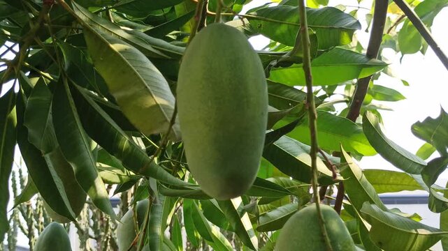 Young Mangifera indica mango fruit with smooth green skin and an elongated shape, growing and hanging naturally from a mango tree surrounded by green foliage.