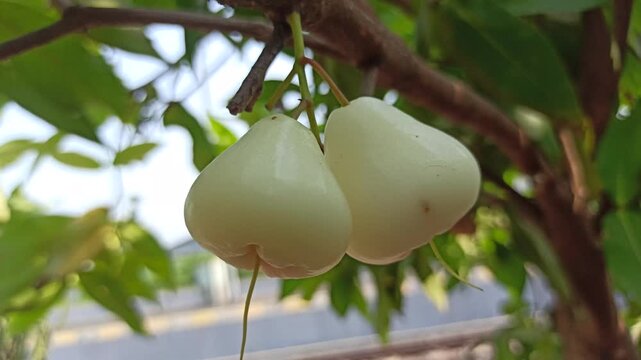 Fresh white to pale green water apple fruit, possibly a white cultivar such as white button water apple, featuring smooth skin and a crisp, juicy texture