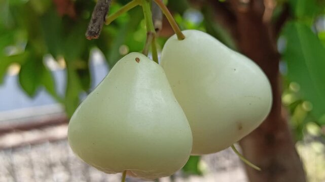 Fresh white to pale green water apple fruit, possibly a white cultivar such as white button water apple, featuring smooth skin and a crisp, juicy texture