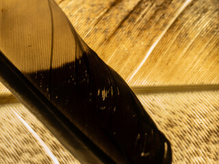 Dark feather rests on golden, textured surface © Dennis