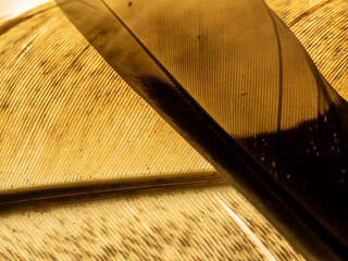 Golden feather rests on textured surface © Dennis