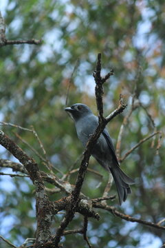 Black drongo perched on a tree branch in its natural habitat, showcasing its glossy black plumage and distinctive forked tail.
