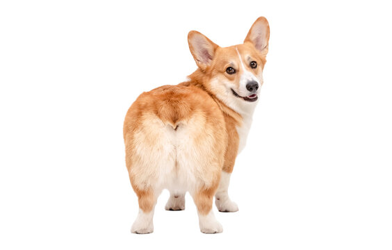 Funny Pembroke Welsh Corgi Dog Looking Over Shoulder Isolated on Transparent Background. Cute fluffy puppy showing its rear end and smiling, perfect for playful pet care and veterinary designs.