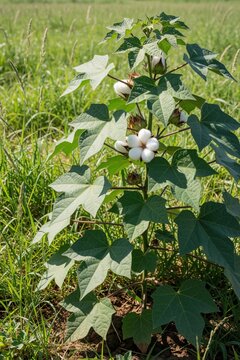 Green cotton plant grows in farm field with white fiber bolls. Macro view of Gossypium hirsutum plant showing leaves, blooming cotton. Agriculture crop matures under sunlight in nature. Soft textile