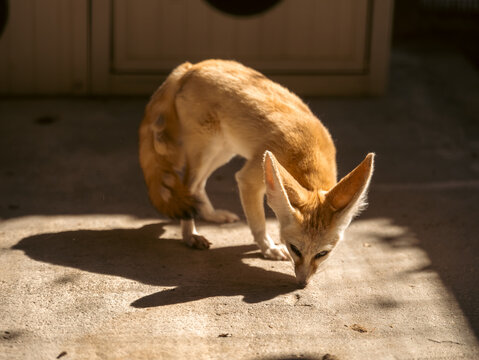 A Fennec fox stands on a concrete floor in a ray of sunlight. Exotic animal. Vulpes zerda.