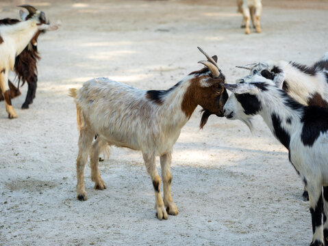 Two domestic goats touch noses in a pen on a farm. Social behavior and animal interaction in a herd. Agricultural livestock farming.