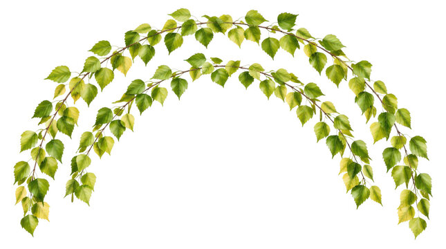 Birch Branches with Green Leaves Arch Isolated