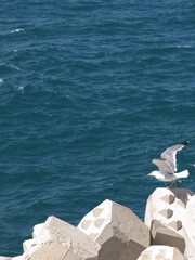 Fototapeta premium Seagull Taking Flight from Concrete Sea Wall Over Blue Ocean