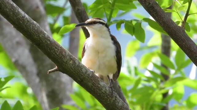 Wild bird perched on tree branch, white throat and brown head pattern with green leaves background, wildlife nature video for nature documentaries and environmental conservation awareness