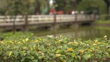 Fototapeta premium Green Hedge Bush with Defocused Wooden Bridge and Pond
