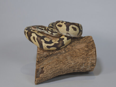 Ball Python Resting on Wooden Log in Studio Shot