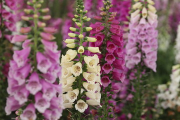Pink Foxglove Flowers In Bloom Close Up © Liping