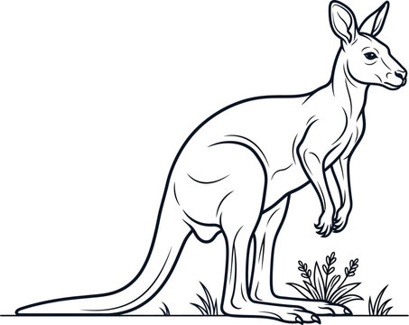 kangaroo vector illustration