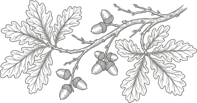 branch of oak tree