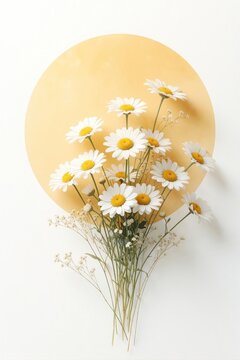 Minimalist floral illustration shows bouquet of white daisy flowers. Soft golden sun circle background creates aesthetic summer vibe. Beautiful wild chamomile blossoms with green stems on white