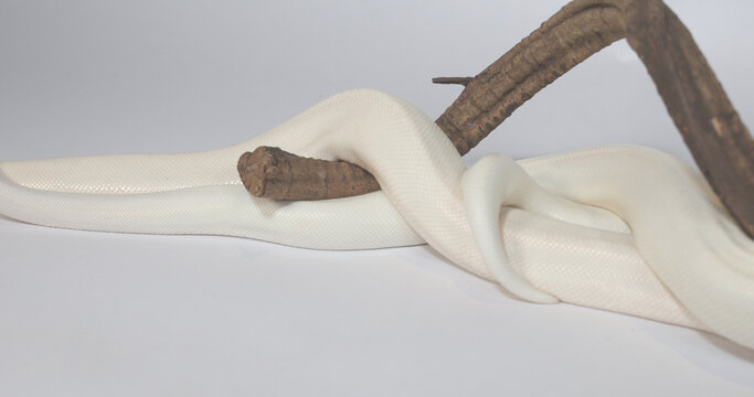 White Leucistic Ball Python Slithering Over Wooden Branch Studio Shot