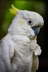 white parrot portrait © Siri.P