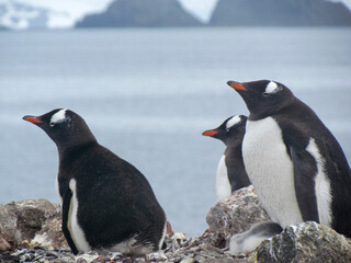 Gentoo penguins guarding their chicks in the South Shetland Islands on the way to Antarctica © Maureen