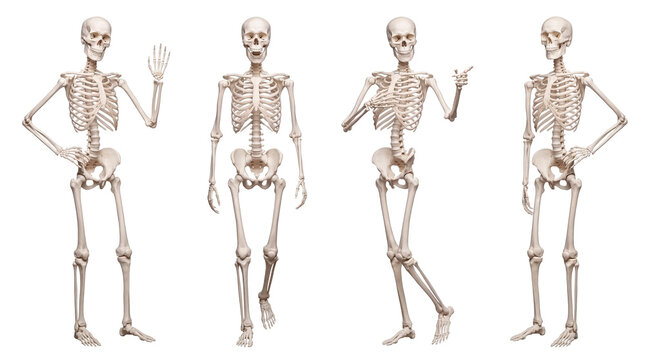 Four dynamic human skeletons on transparent background