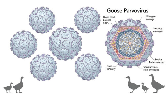 Goose Parvovirus 3D medical infographic, multiple cutaway views of parvovirus particle showing capsid, protein shell and viral DNA structure