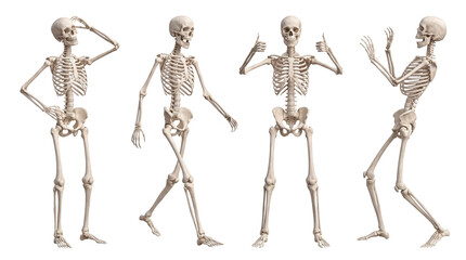 Four expressive human skeletons on a transparent background © Dale