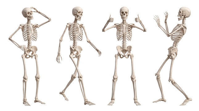 Four expressive human skeletons on a transparent background