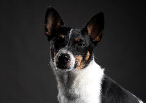 Studio portrait of a mini Foxy
