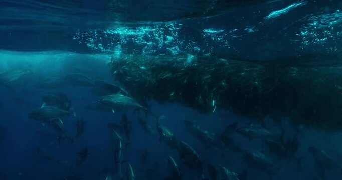 School of Mackerel Scad and Skipjack Tuna Swimming Underwater in the Ocean in Real Time