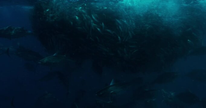 School of Mackerel Scad and Skipjack Tuna Swimming Underwater in the Ocean in Real Time