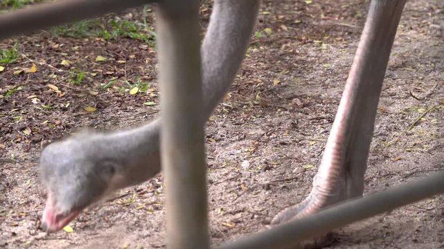 Ostrich eating bird feed and seeds from sandy ground, ostrich head close up with beak pecking food, Struthio camelus feeding in zoo enclosure