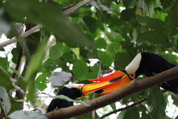 Bright orange toucan perched on tree branch in lush green foliage © Felipe