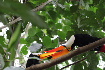 Toucan perched on branch in lush green foliage with vibrant orange © Felipe