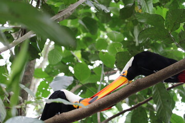 Toucans perched on branch with colorful toy in tropical forest © Felipe