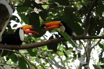 Two toucans perched on branch in lush green forest with vibrant © Felipe