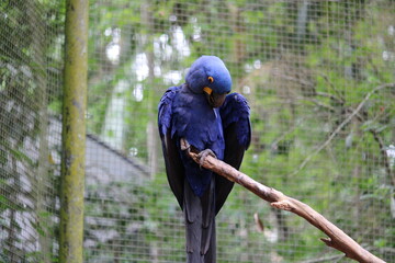 Blue macaw perched on branch in natural outdoor enclosure with copy © Felipe