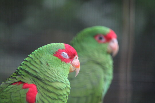 Two green parrots with red accents perched closely in natural setting