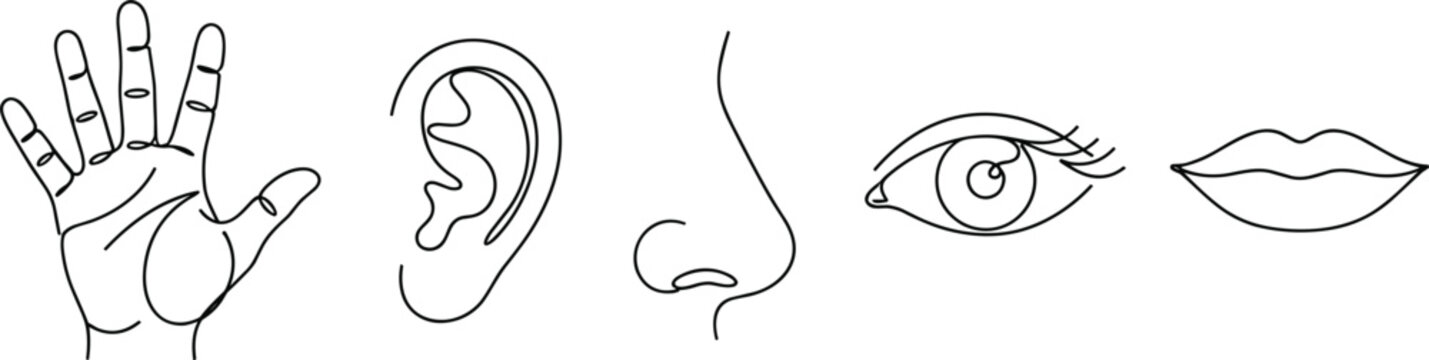 Human five senses icon set showing outline drawings of hand ear nose eye and lips for sensory perception